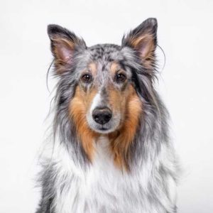 5 Pfötchen-Taler-Abonnement