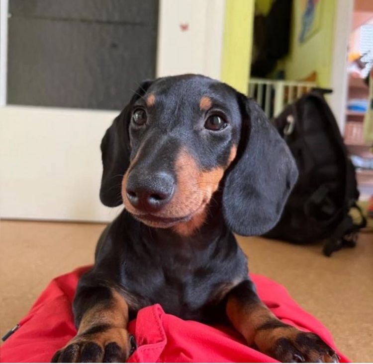 WhatsApp Image 2025-01-29 at 20.43.56